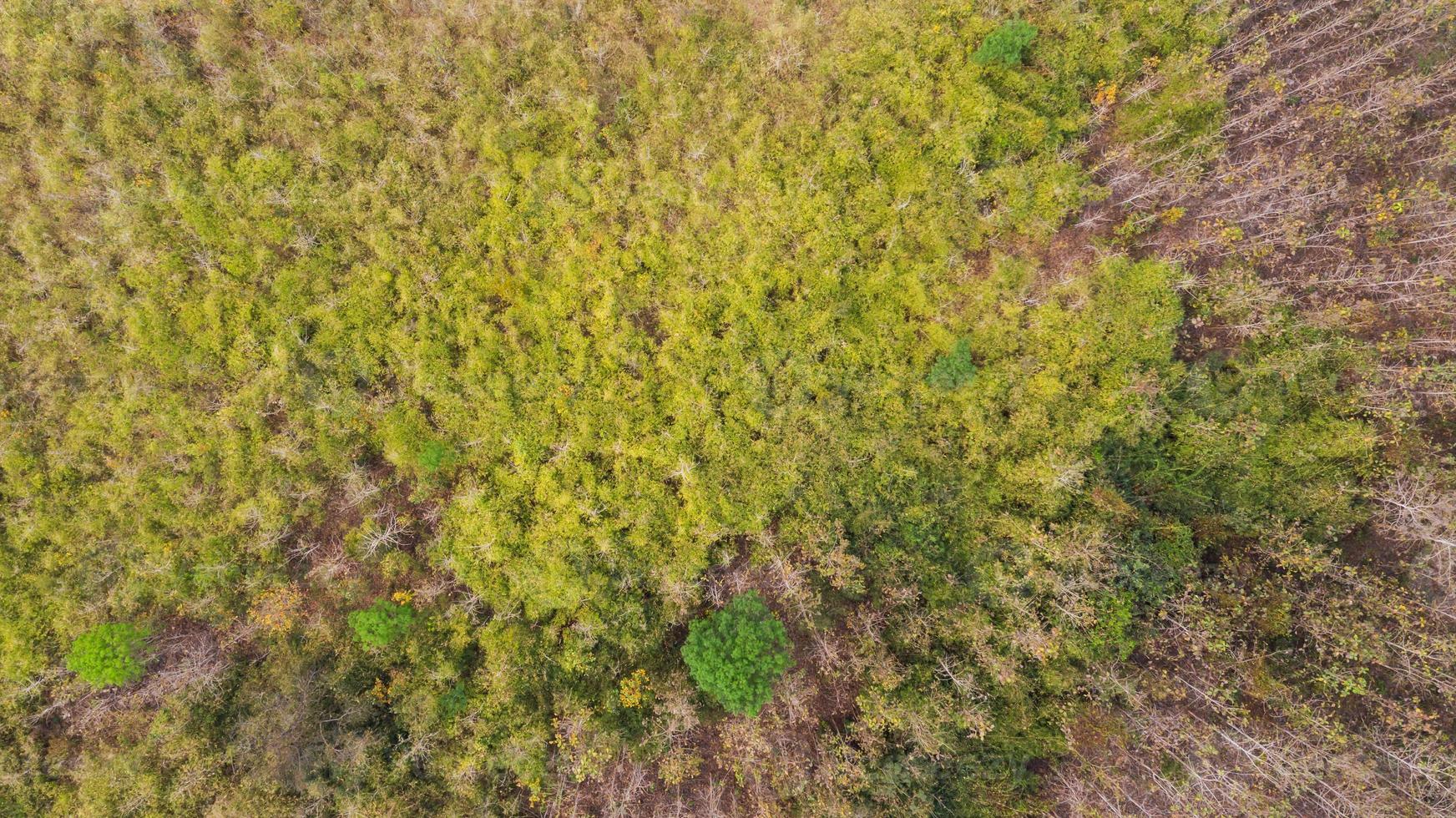 Flygfoto ovanifrån skog, naturpark bakgrund foto