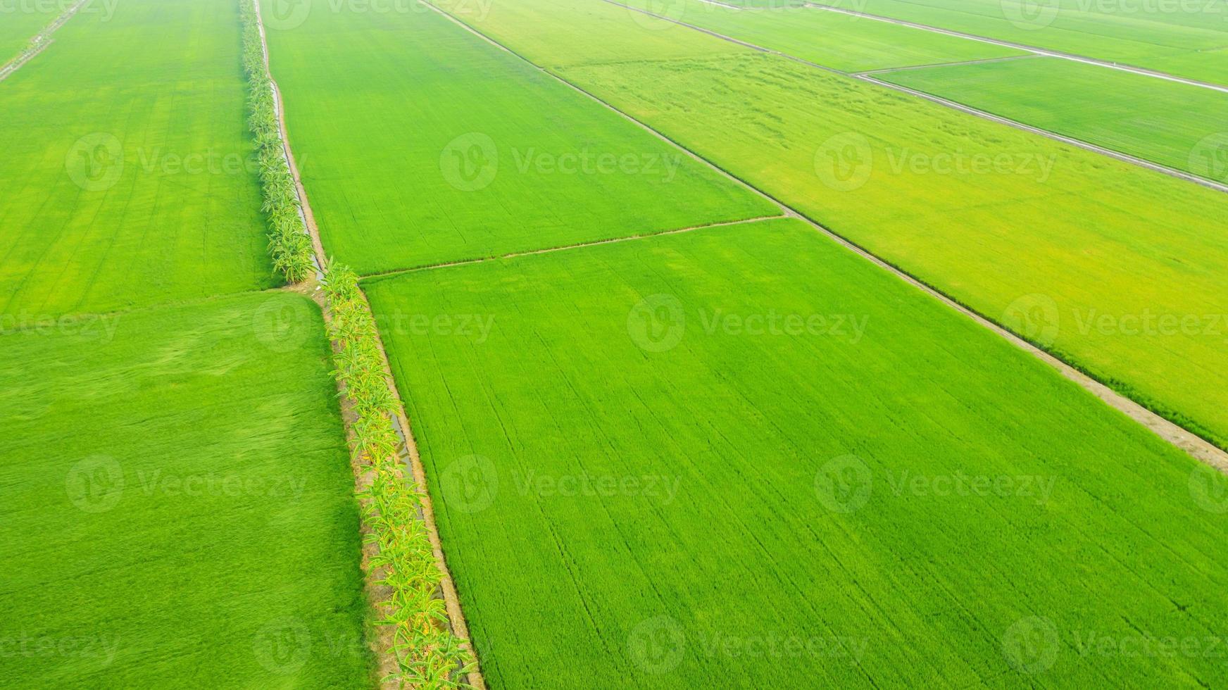 Flygfoto över de gula och gröna risfälten foto