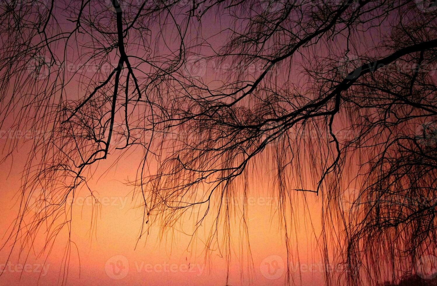 tropisk hav solnedgång träd himmel se bakgrund foto