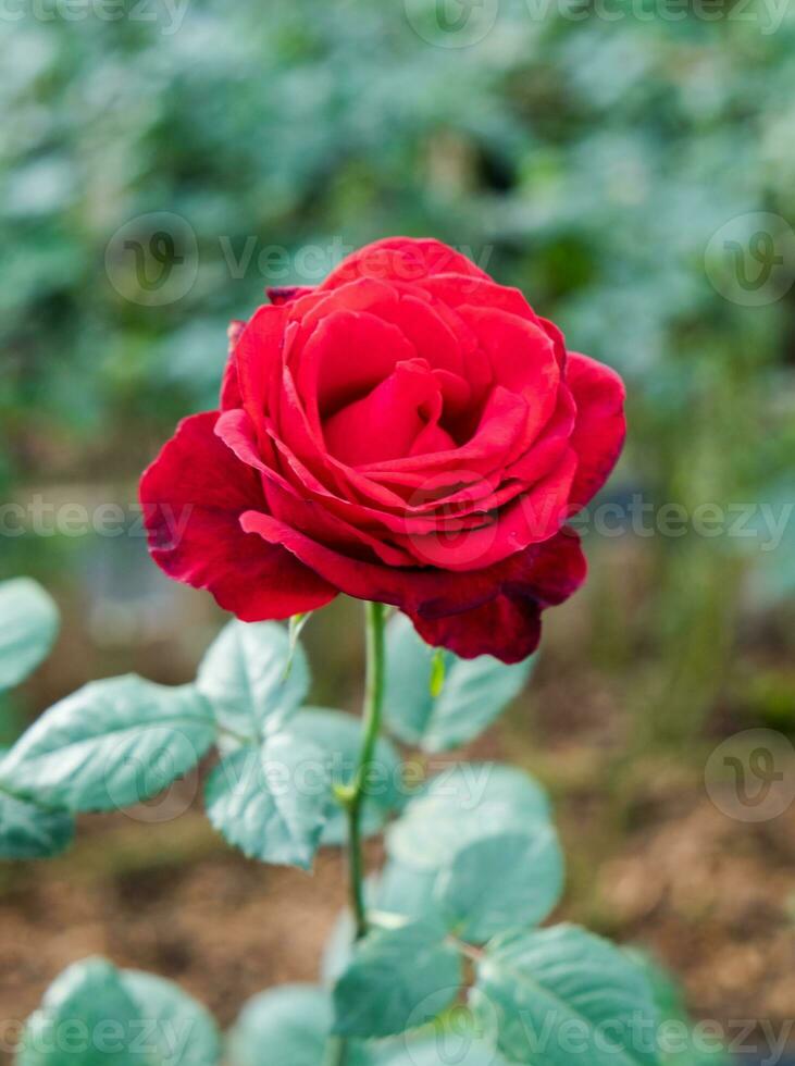 skön röd reste sig blomma foto