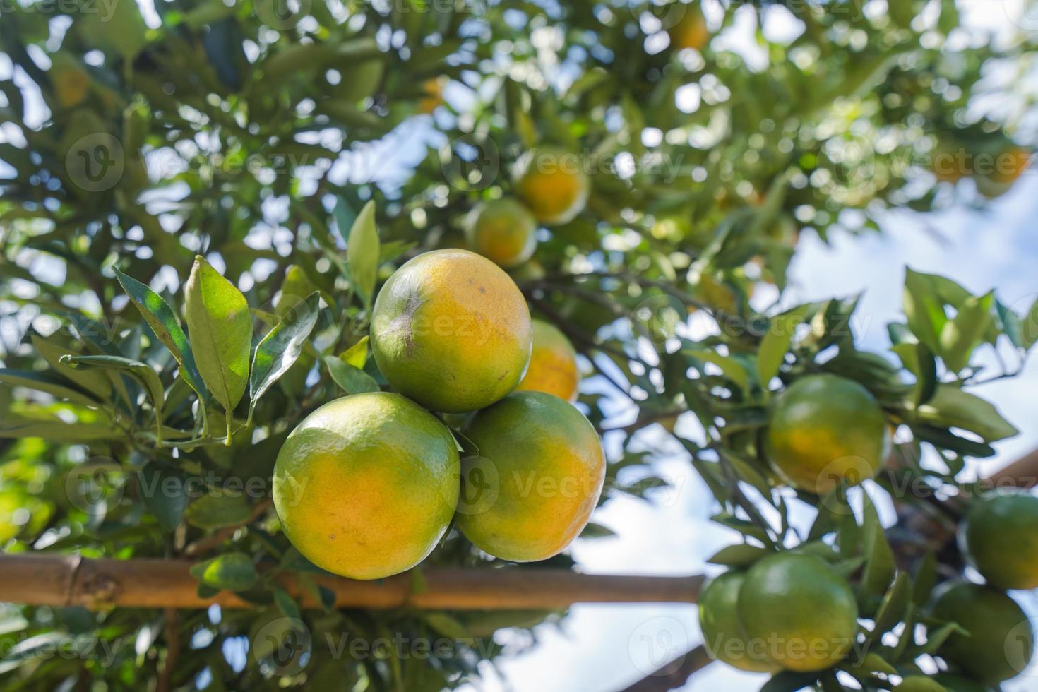 orange plantage trädgård, mogen orange hängande på ett träd foto