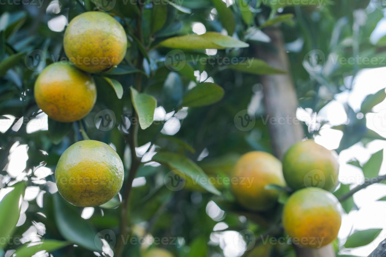 orange plantage trädgård, mogen orange hängande på ett träd foto