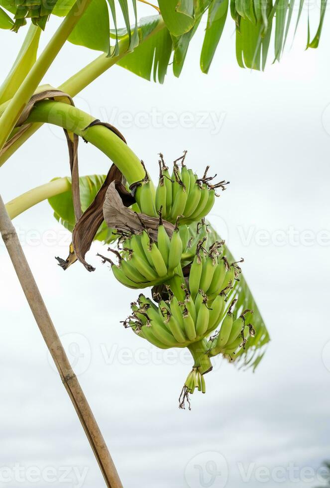 rå bananer hängande på träd foto