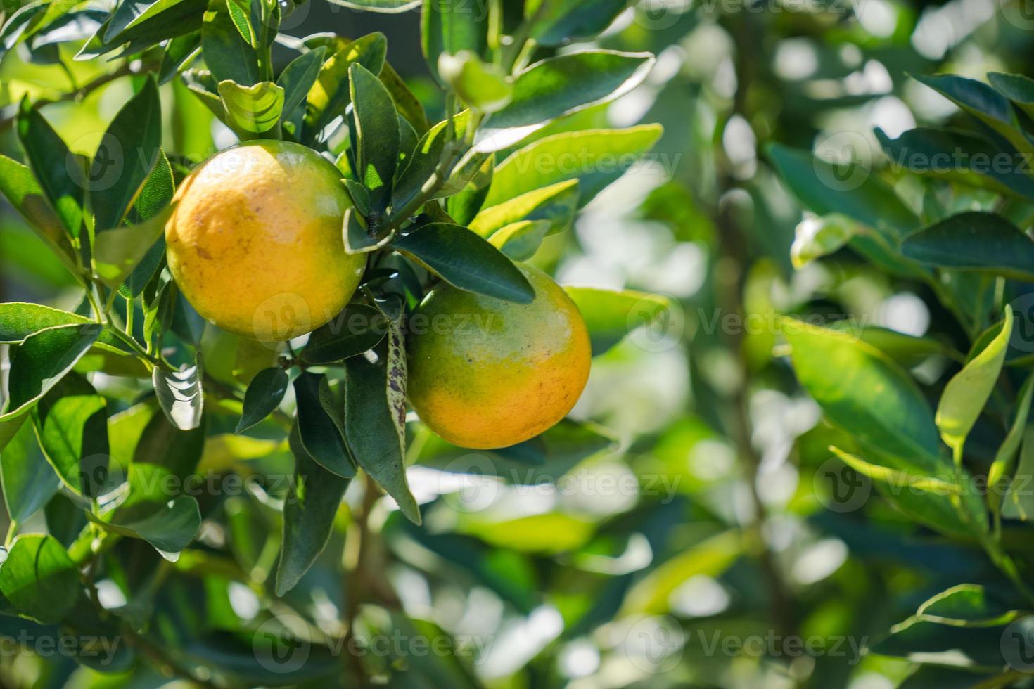 orange plantage trädgård, mogen orange hängande på ett träd foto