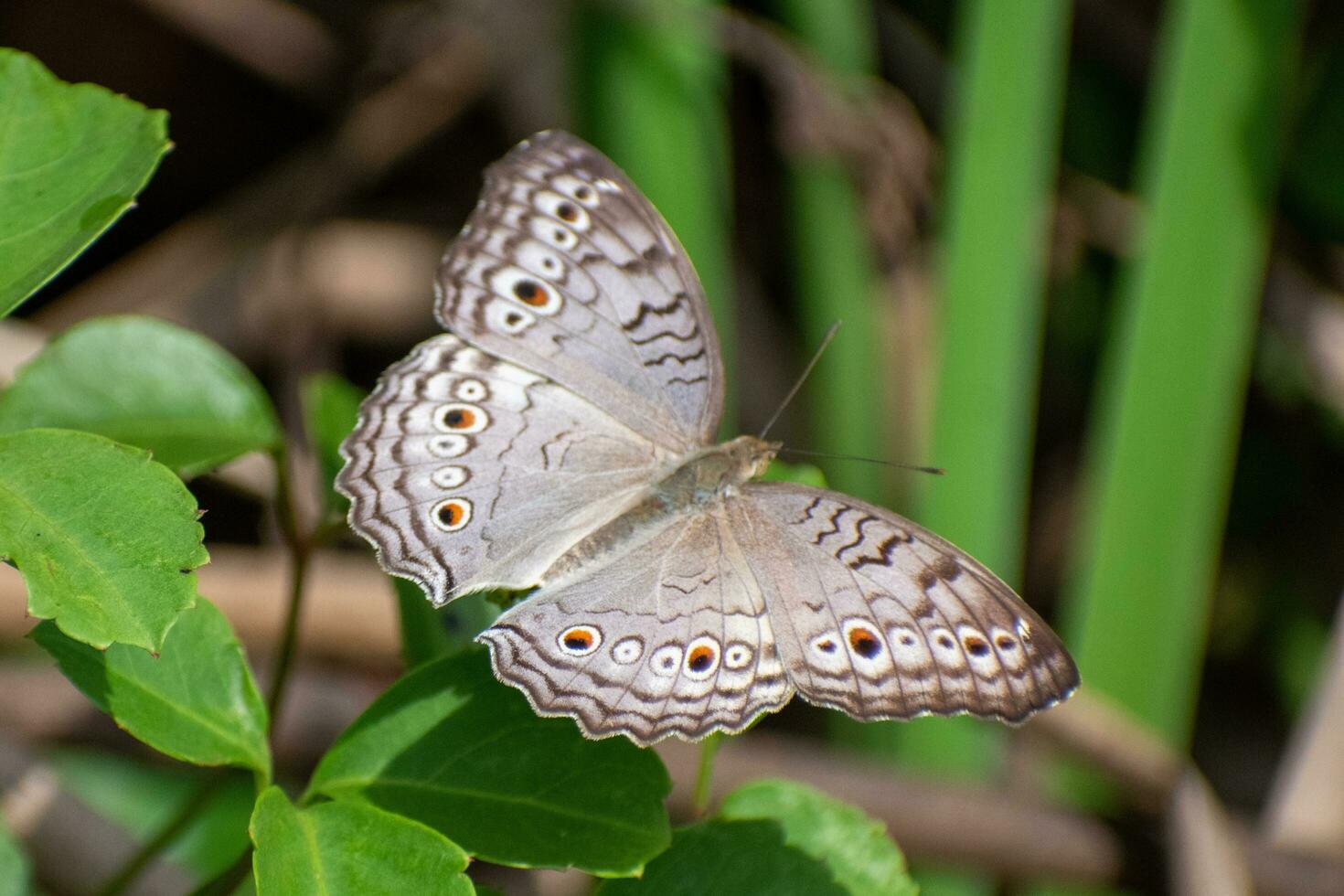 grå fikus fjäril uppflugen på causonis trifolia blad. junonia atliter fjärilar i morgon- foto