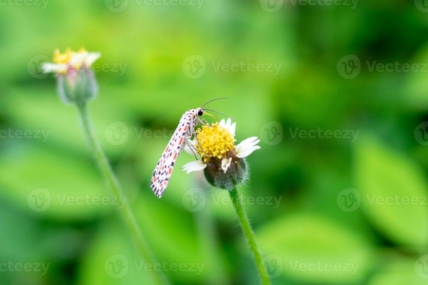 heliotrop fjäril uppflugen på tridax procumbens blomma. skön utetheisa pulchelloides suga nektar i morgon- foto