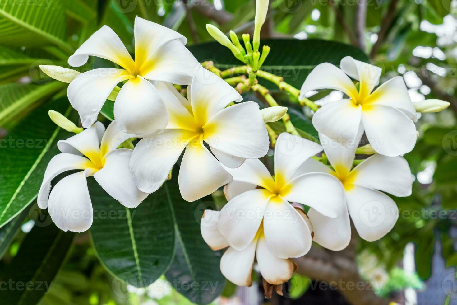 plumeria,frangipani,leelawadee,lantorm blomma blomma foto