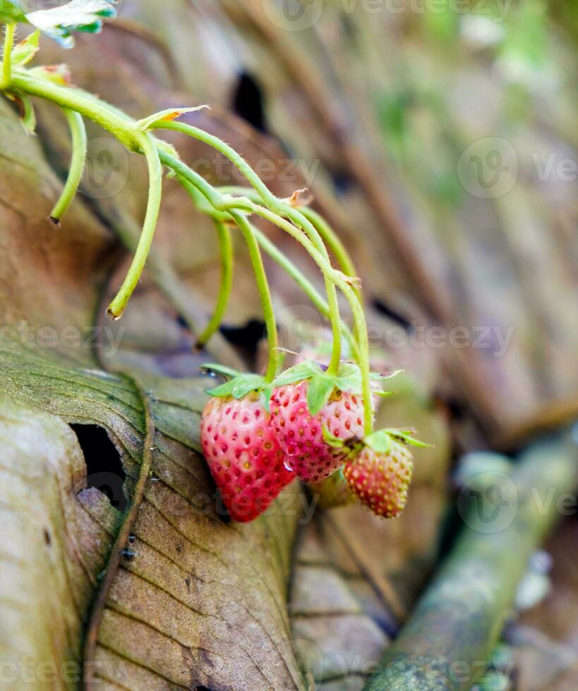 jordgubb växt frukt foto