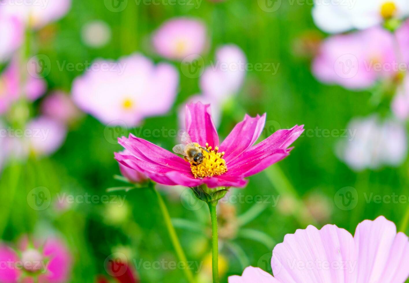 små bi pollen kosmos blomma foto