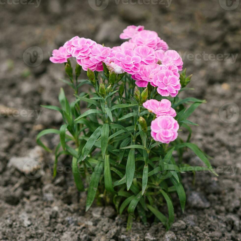 skön rosa blommor av gräns låg nejlika sommar trädgård foto