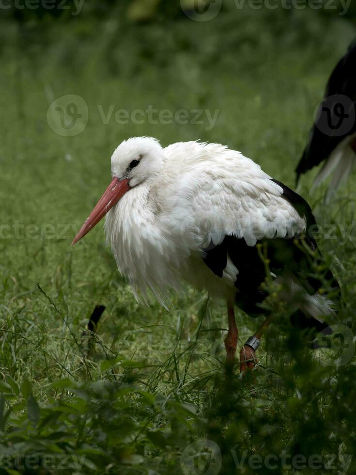 vit stork i en clearing foto