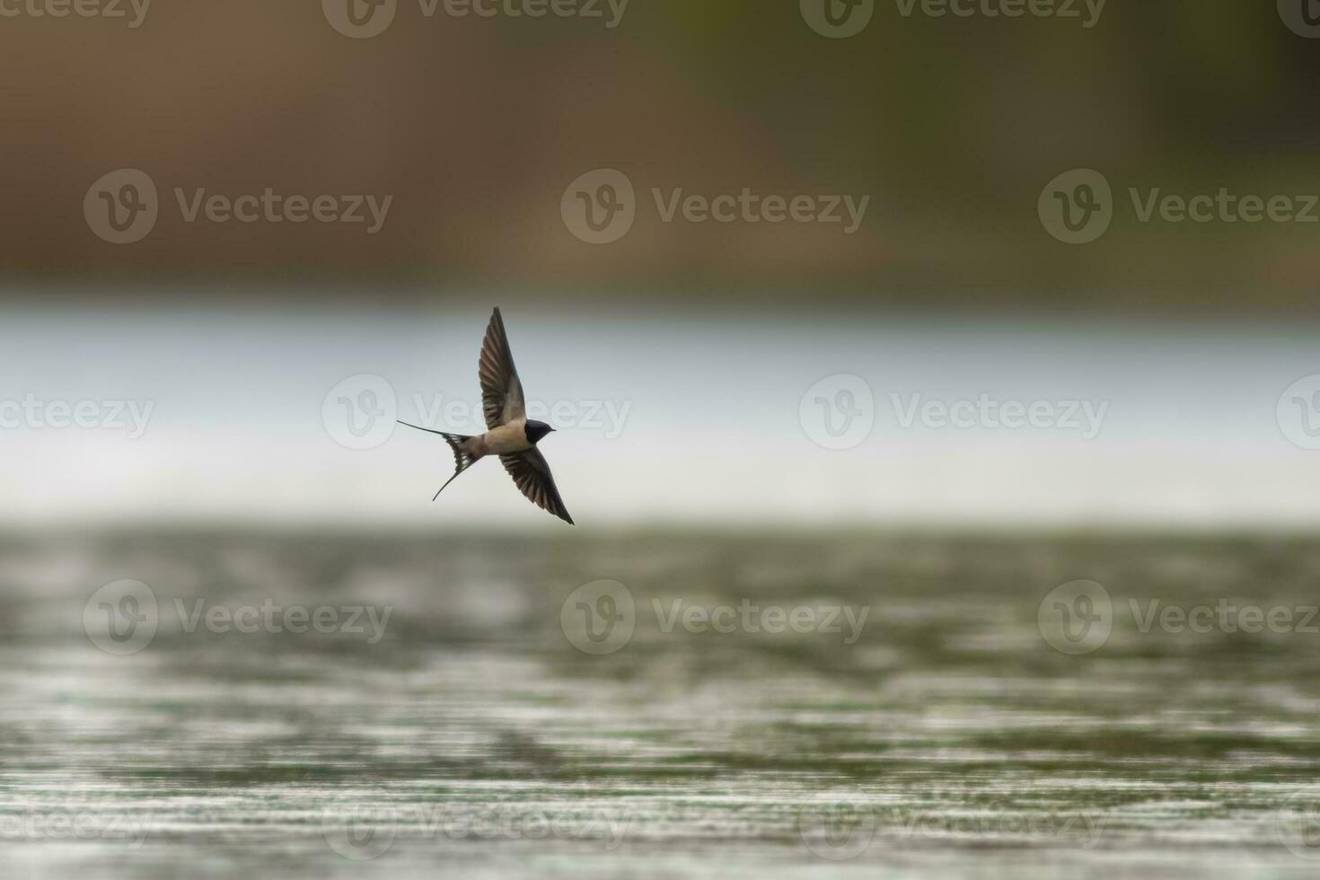 ett ladugård svälja hirundo rustica flugor över en sjö i Sök av insekter foto
