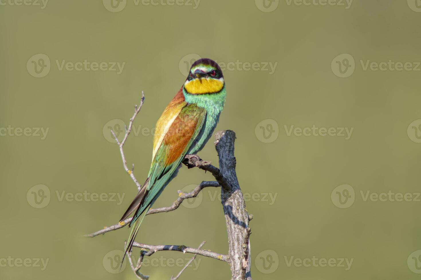 oe färgrik biätare merops apiaster sitter på en gren och utseende för insekter foto