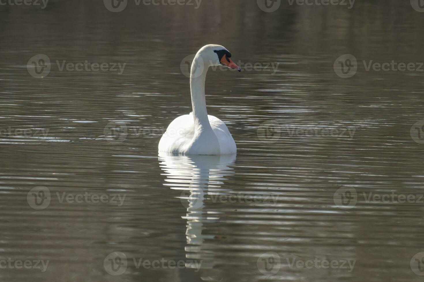 ett stum svan simning på en reflekterande sjö cygnus olor foto