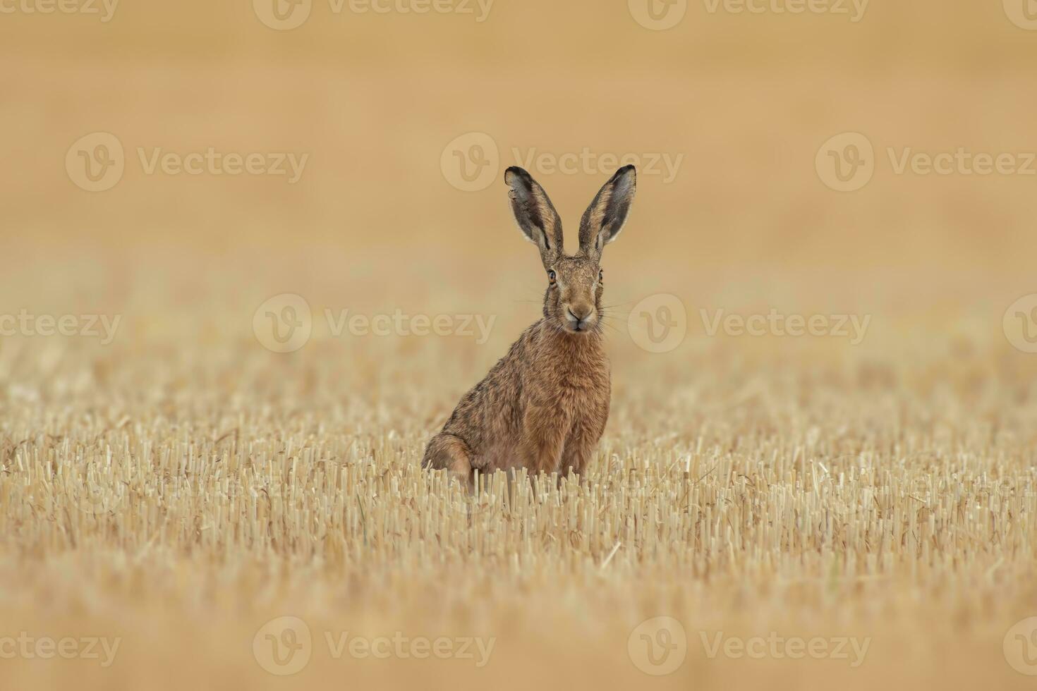 ett europeisk hare lepus europaeus sitter på en UPPTAGITS stubb fält foto