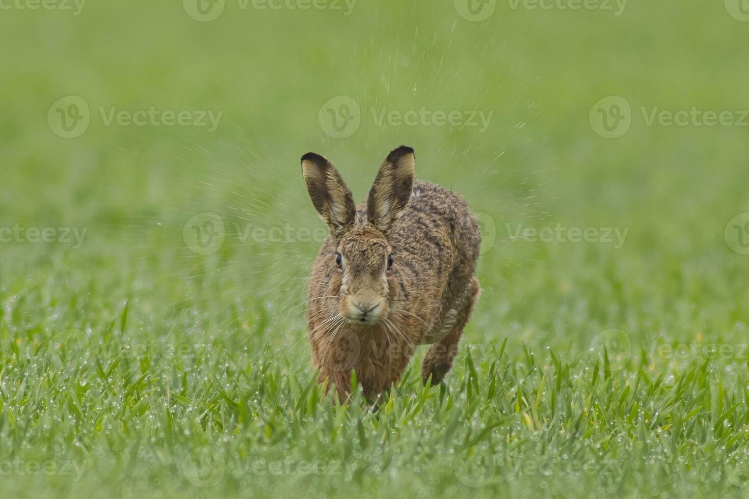 ett brun hare lepus europaeusruns tvärs över en våt grön fält i de regn foto