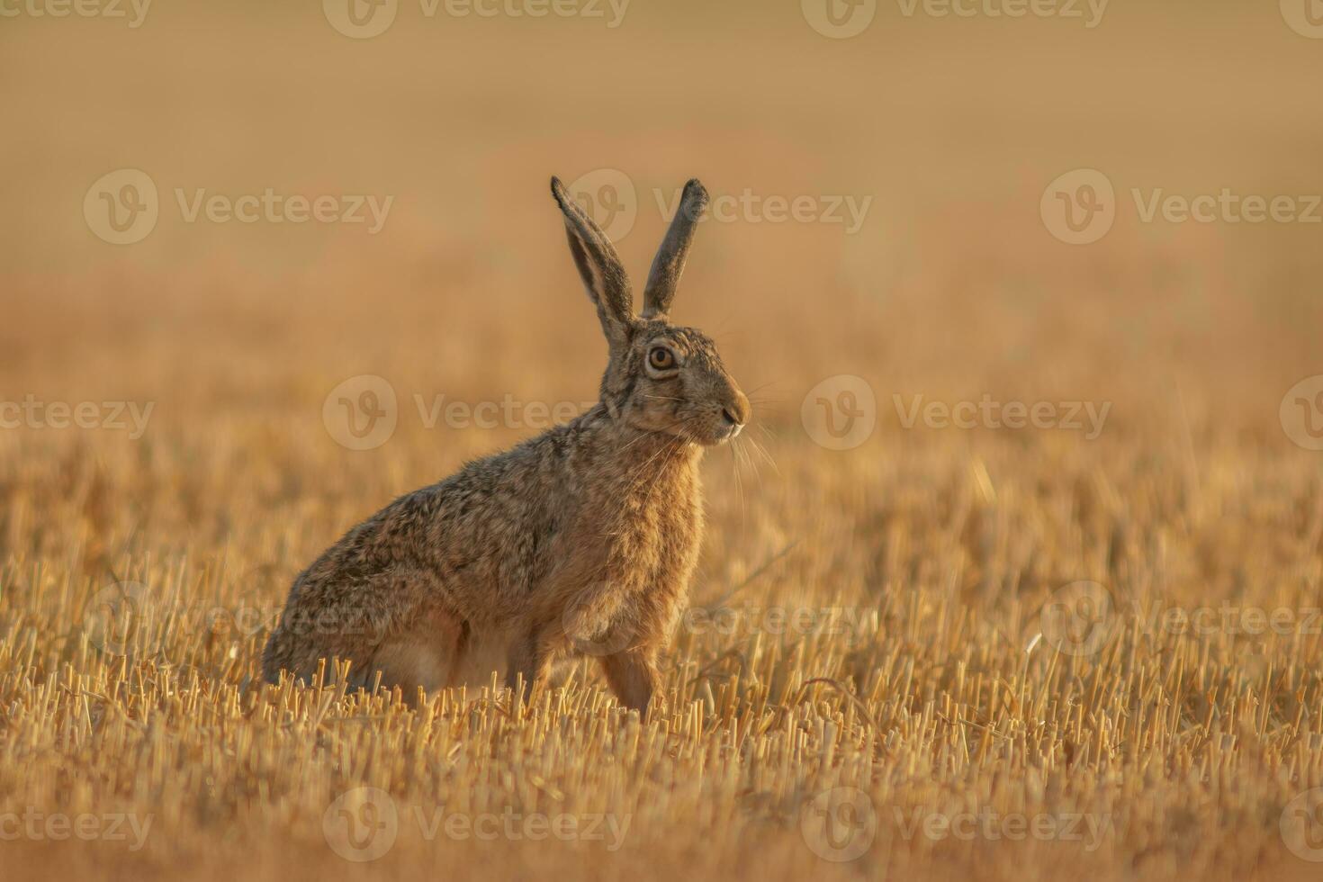 ett europeisk hare lepus europaeus sitter på en UPPTAGITS stubb fält foto