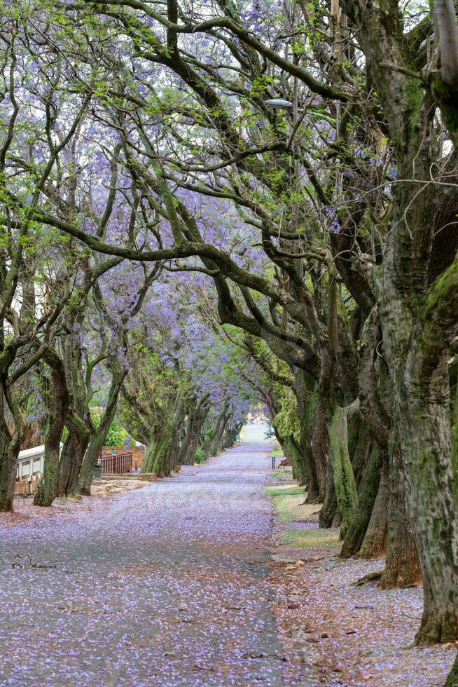 jacaranda träd full i blomma linje de gata foto