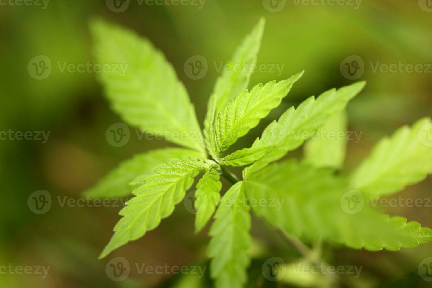 bebis cannabis växt de vegetativ skede av marijuana växande fröplanta makro på natur grön bakgrund för de produktion grundläggande cbd olja i medicinsk förberedelser stor storlek hög kvalitet skriva ut foto