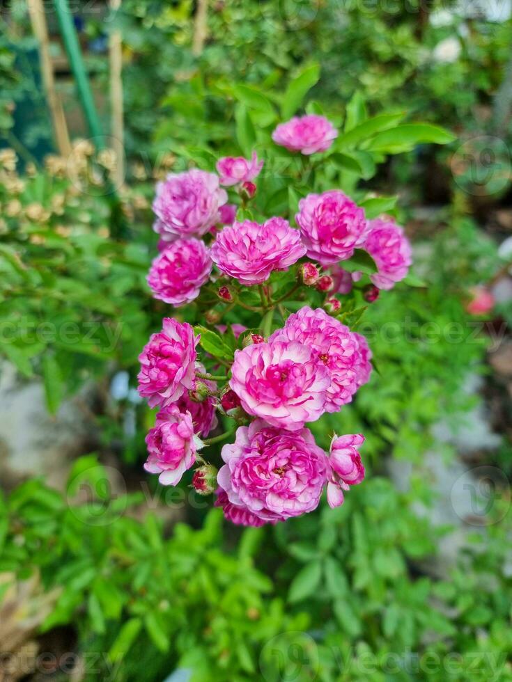 skön färsk bukett rosa vingård låt reste sig blomma träd med grön löv i botanik trädgård. mjuk doftande lila roman växt foto