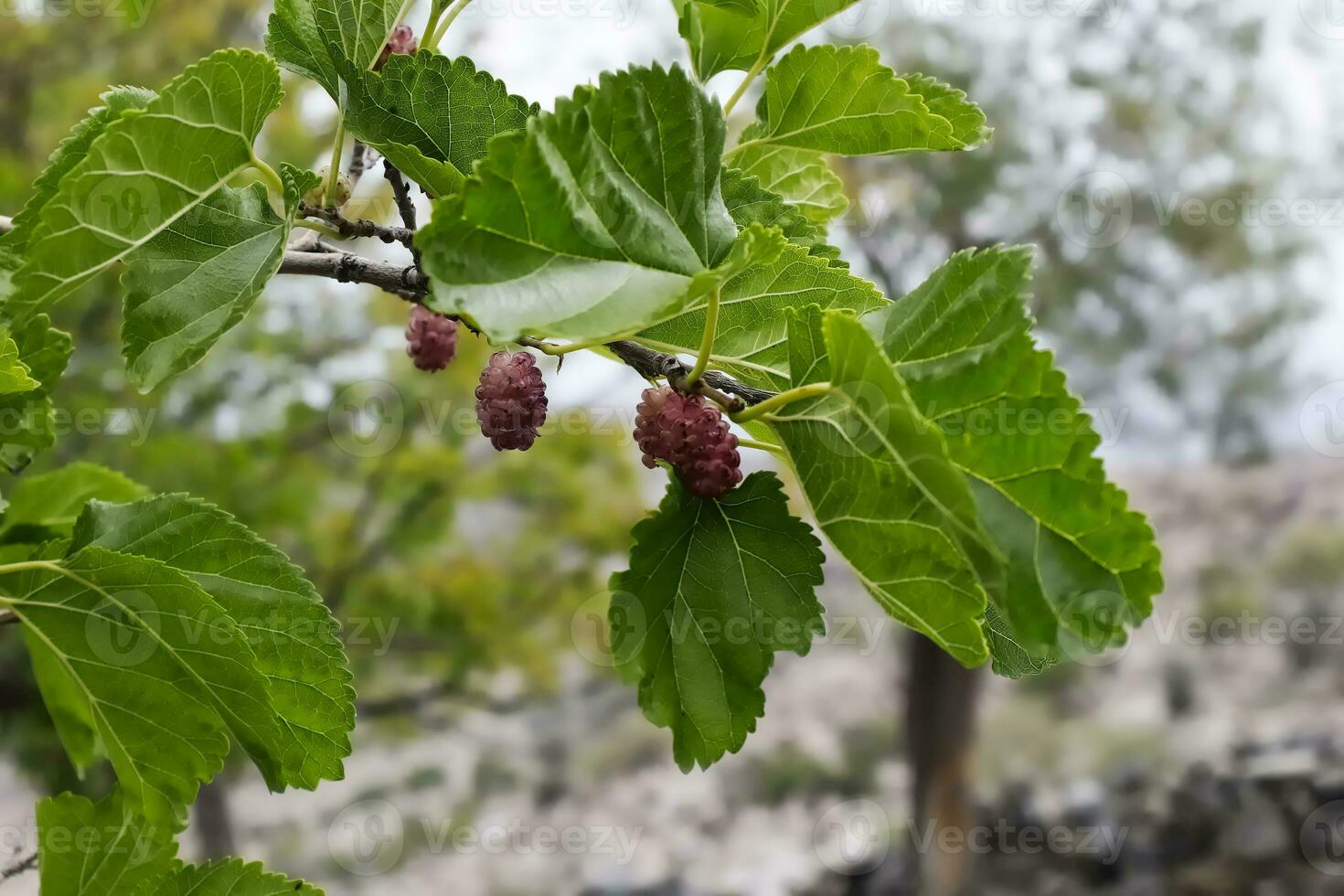 mogen mullbär på lökar träd gren. foto