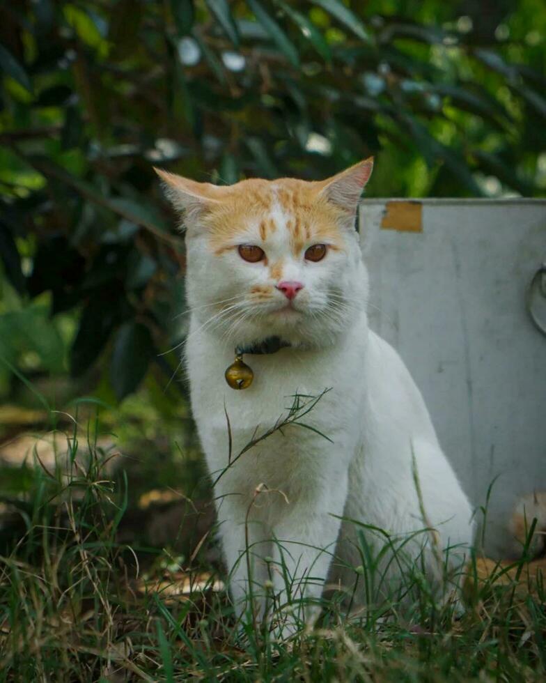 förtjusande kattdjur porträtt med polisonger i gräs söt, lekfull inhemsk katt i gräs med uttrycksfull polisonger och mjuk päls. foto