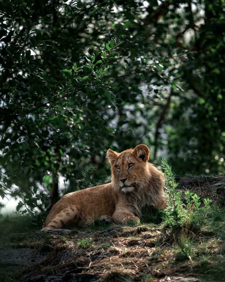 vilda djur och växter rovdjur i naturlig livsmiljö majestätisk lejon prowling genom frodig skog, symbol av vild vilda djur och växter. foto