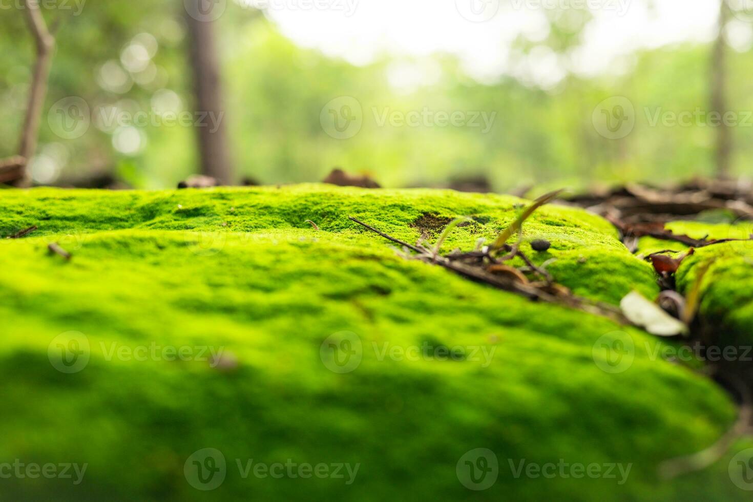 grön mossa växande i de skog efter de regn som tapet foto