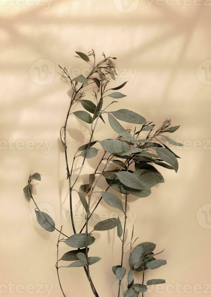 blad stam torr beige eukalyptus växt platt lägga på brun papper med solljus och skugga. foto