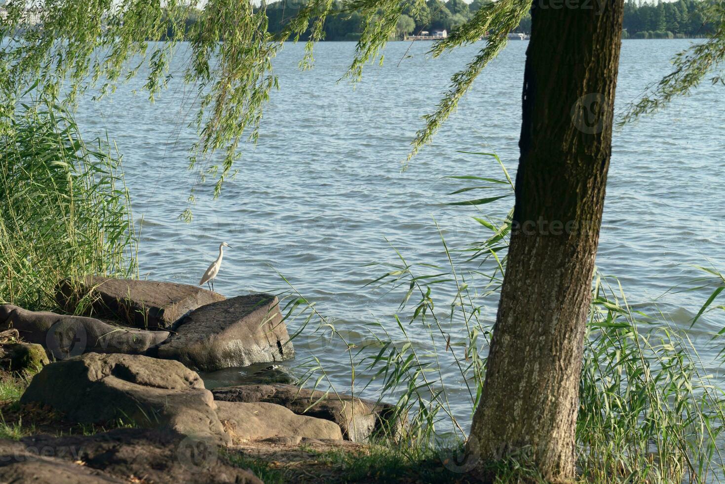 vide och de fågel på de sida av de sjö. foto