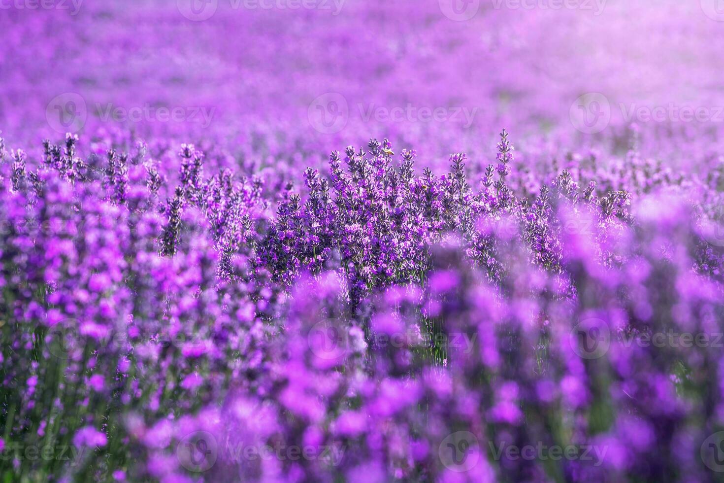 lavendel- herrgård på en solig dag. foto