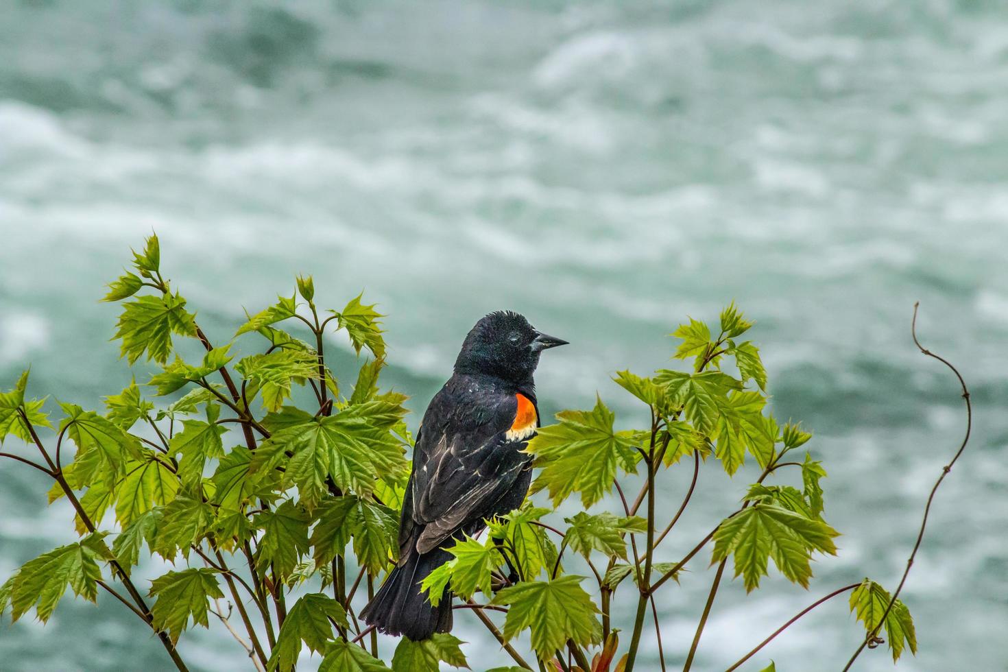 fågel uppe på träd, niagarafallen, 2017 foto