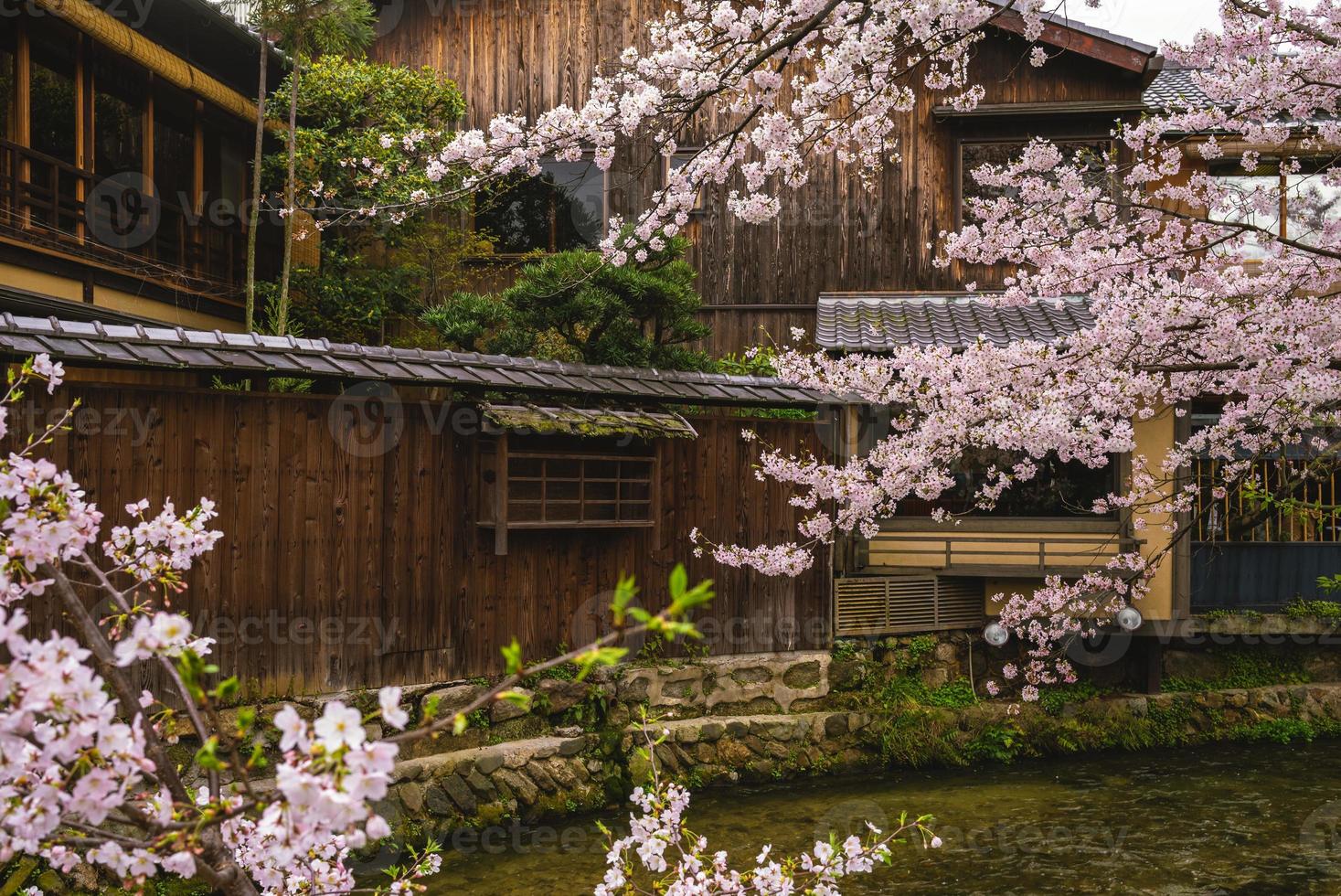 körsbärsblom vid floden shirakawa i gion, kyoto japan foto