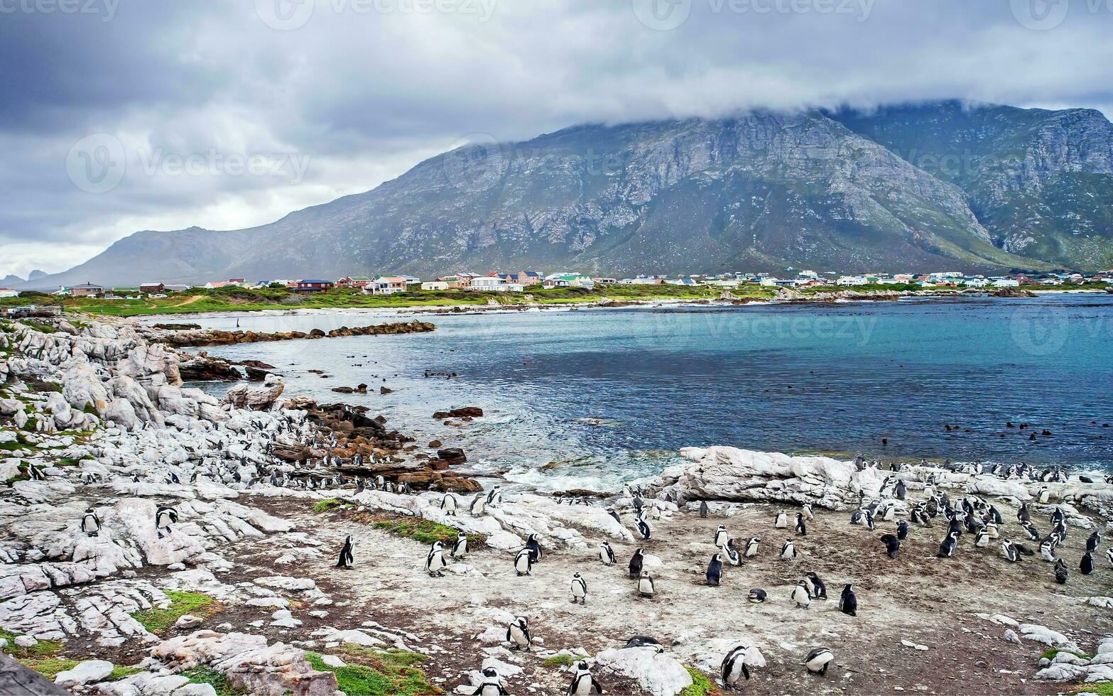 vilda sydafrikanska pingviner foto