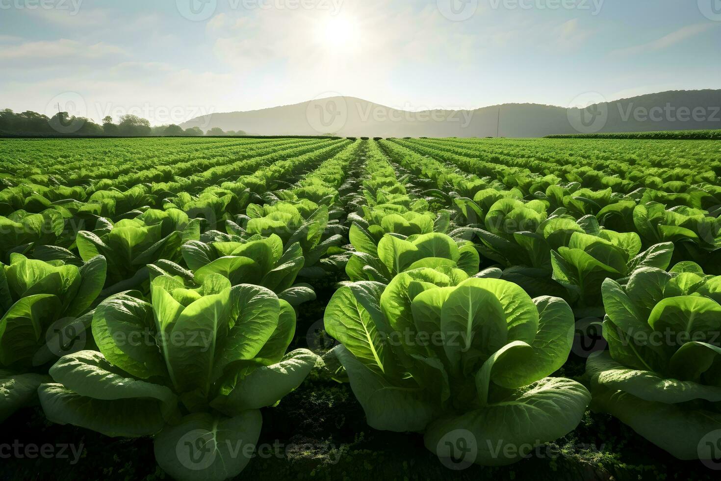 en Foto realistisk bild av en fält av sallad växter.