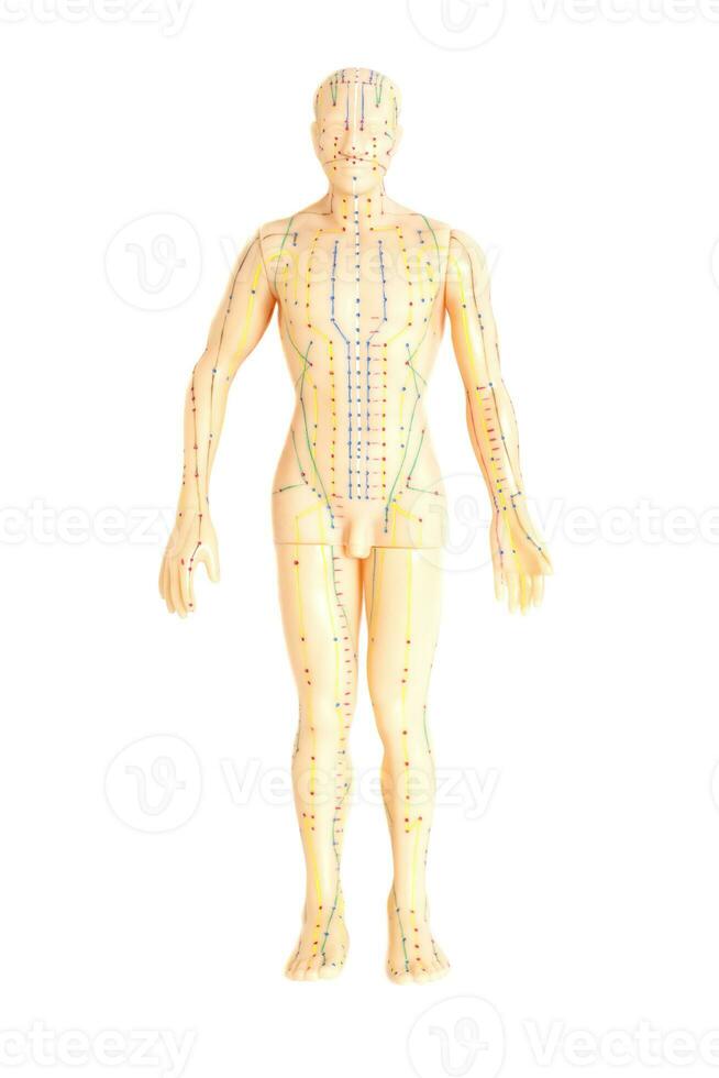 medicinsk akupunktur modell av mänsklig foto