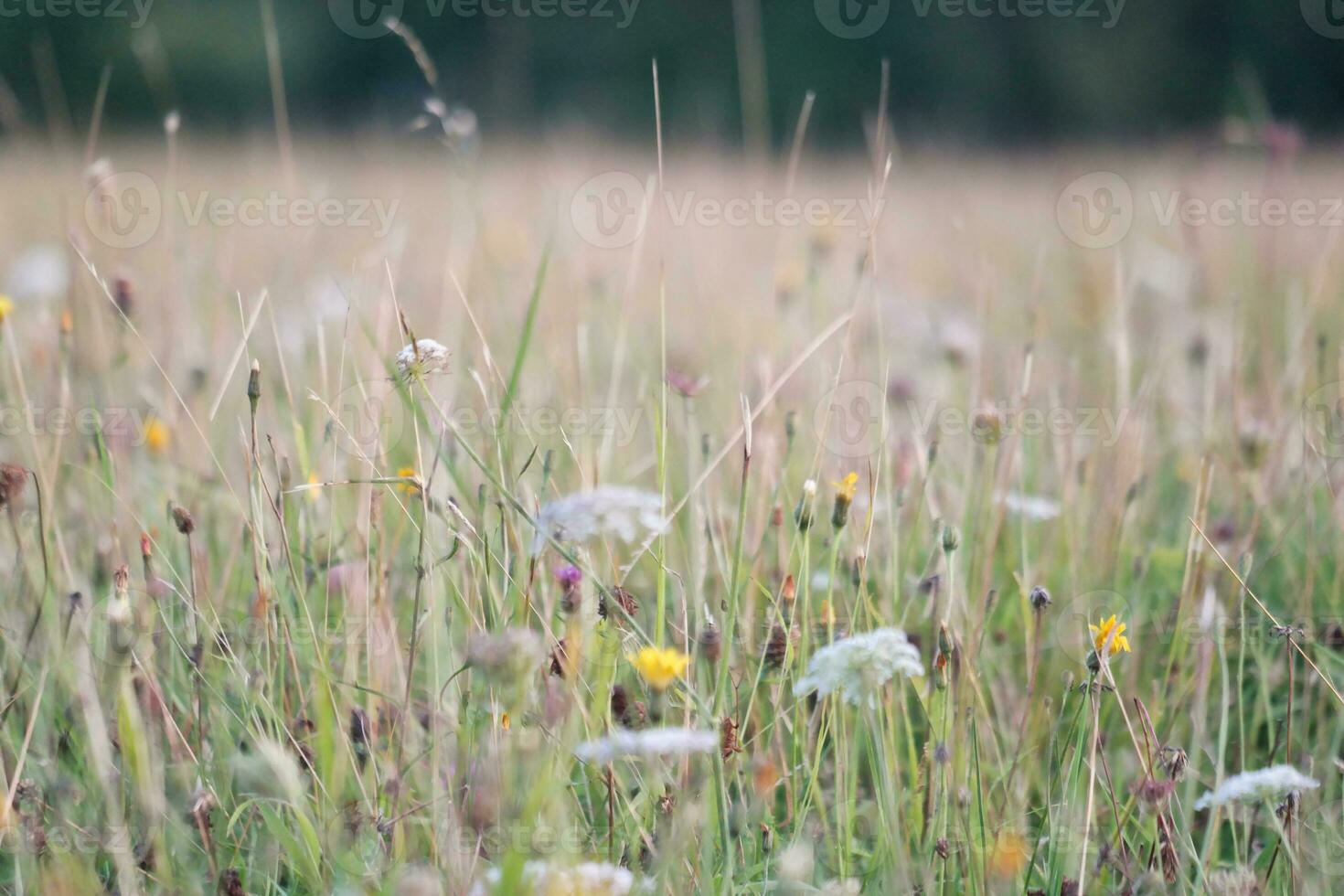 stänga upp bild av växt och blomma foto