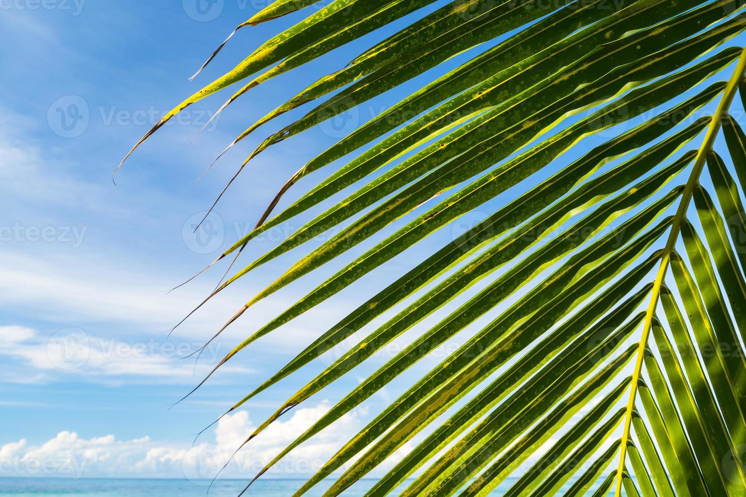 vacker kokosnötpalm under blå himmel på den tropiska stranden och havet foto