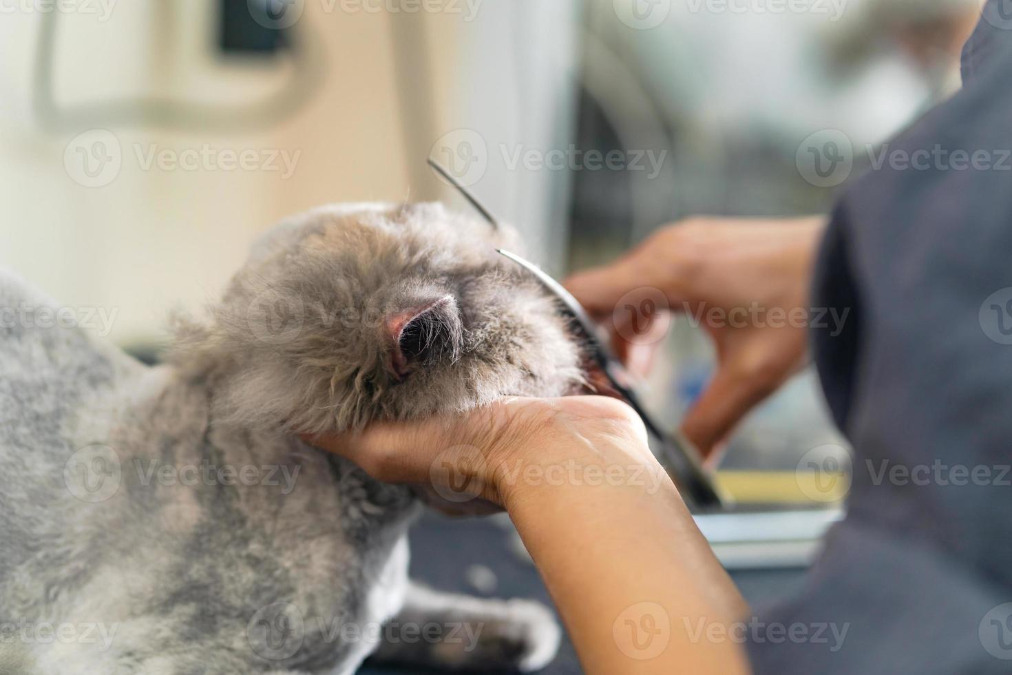 katt grooming, groomer klippa hår av katt i skönhetssalongen för hundar och katter foto