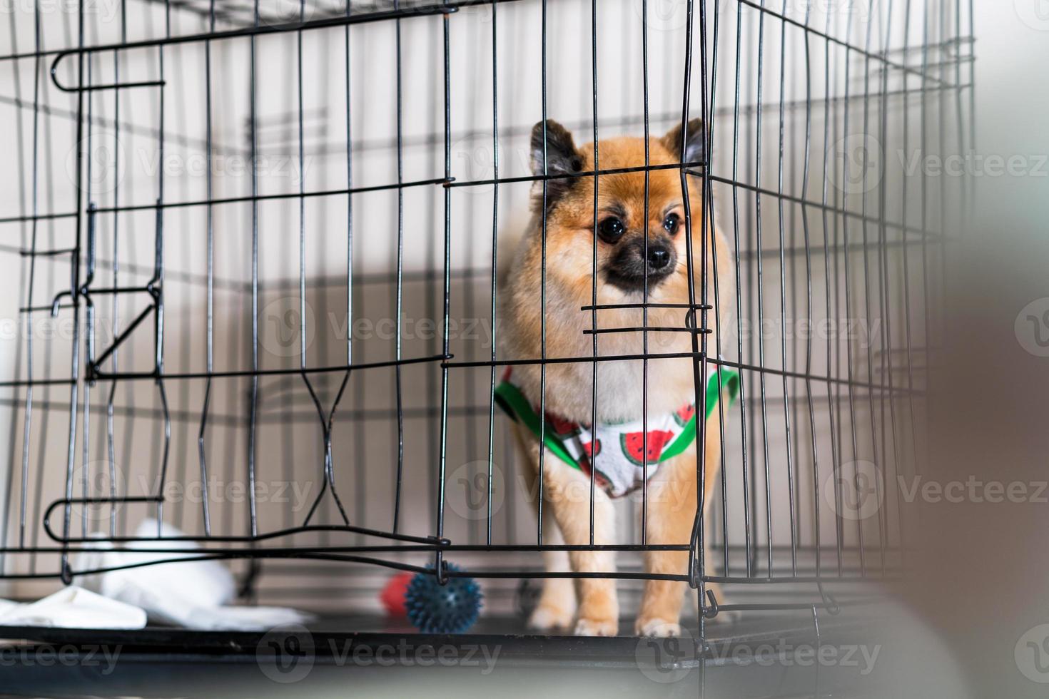 söt pomeranian hund i buret i skönhetssalongen för hundar foto