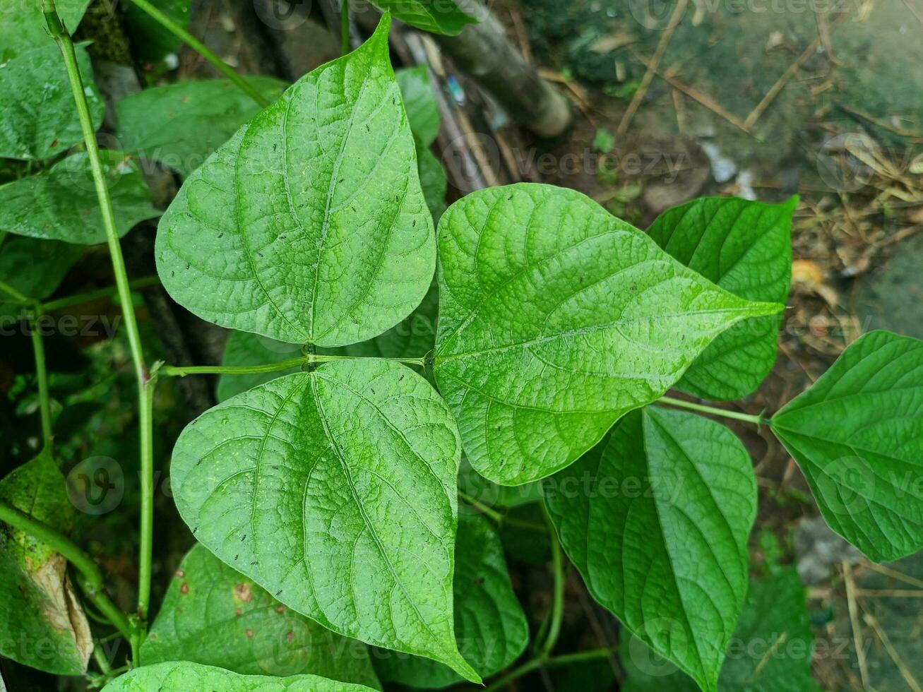 en närbild skott av hyacint böna eller lablab purpureus löv i ett organisk foto