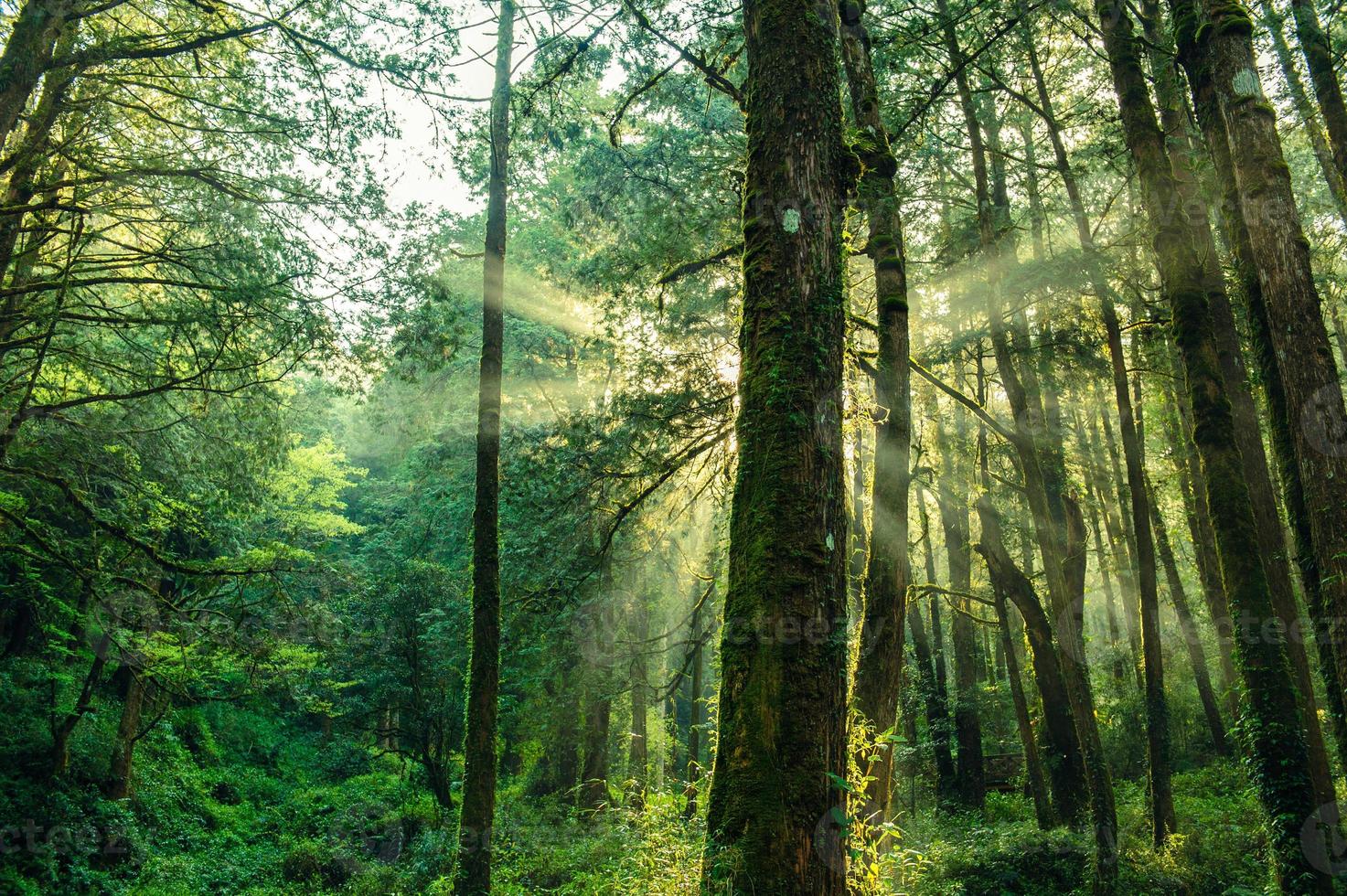 solen strålar i skogen i ali mountain, taiwan foto