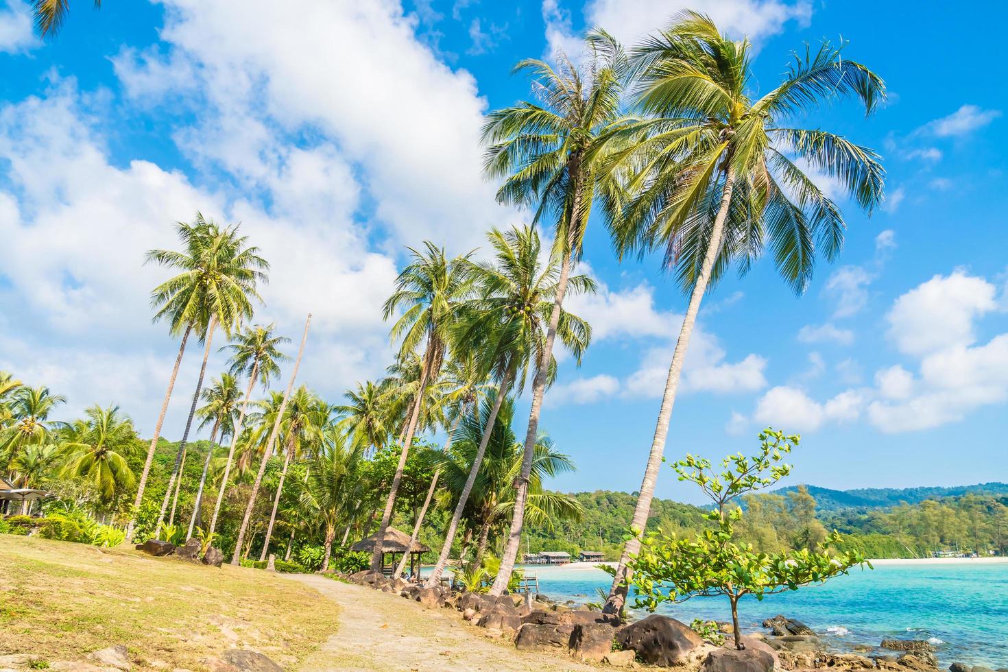 kokospalmer på stranden och havet foto