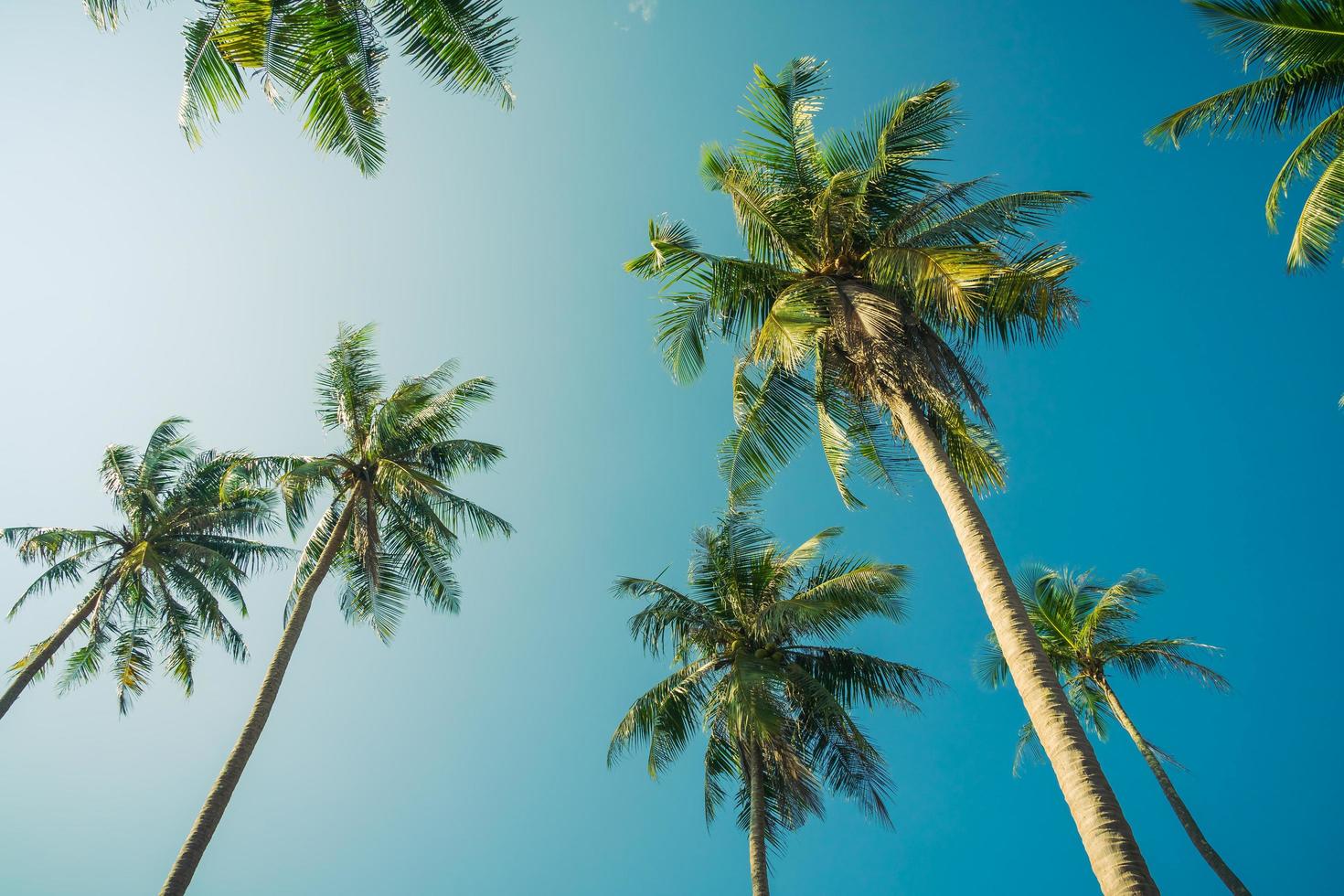 kokosnötpalm på himlen foto