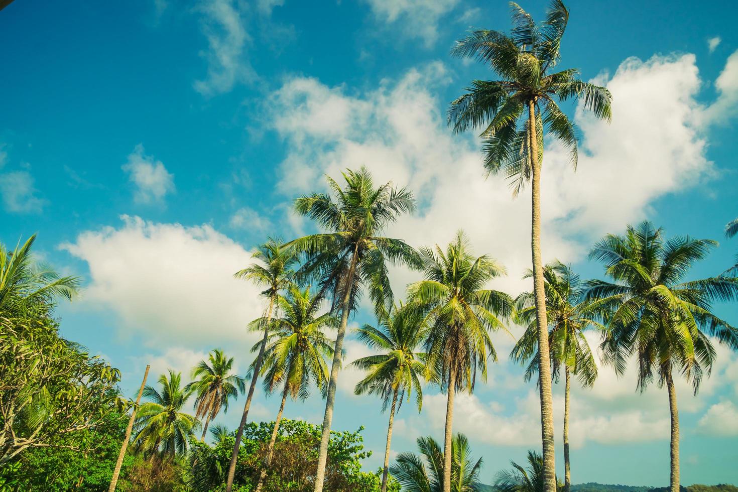 kokosnötpalm på himlen foto