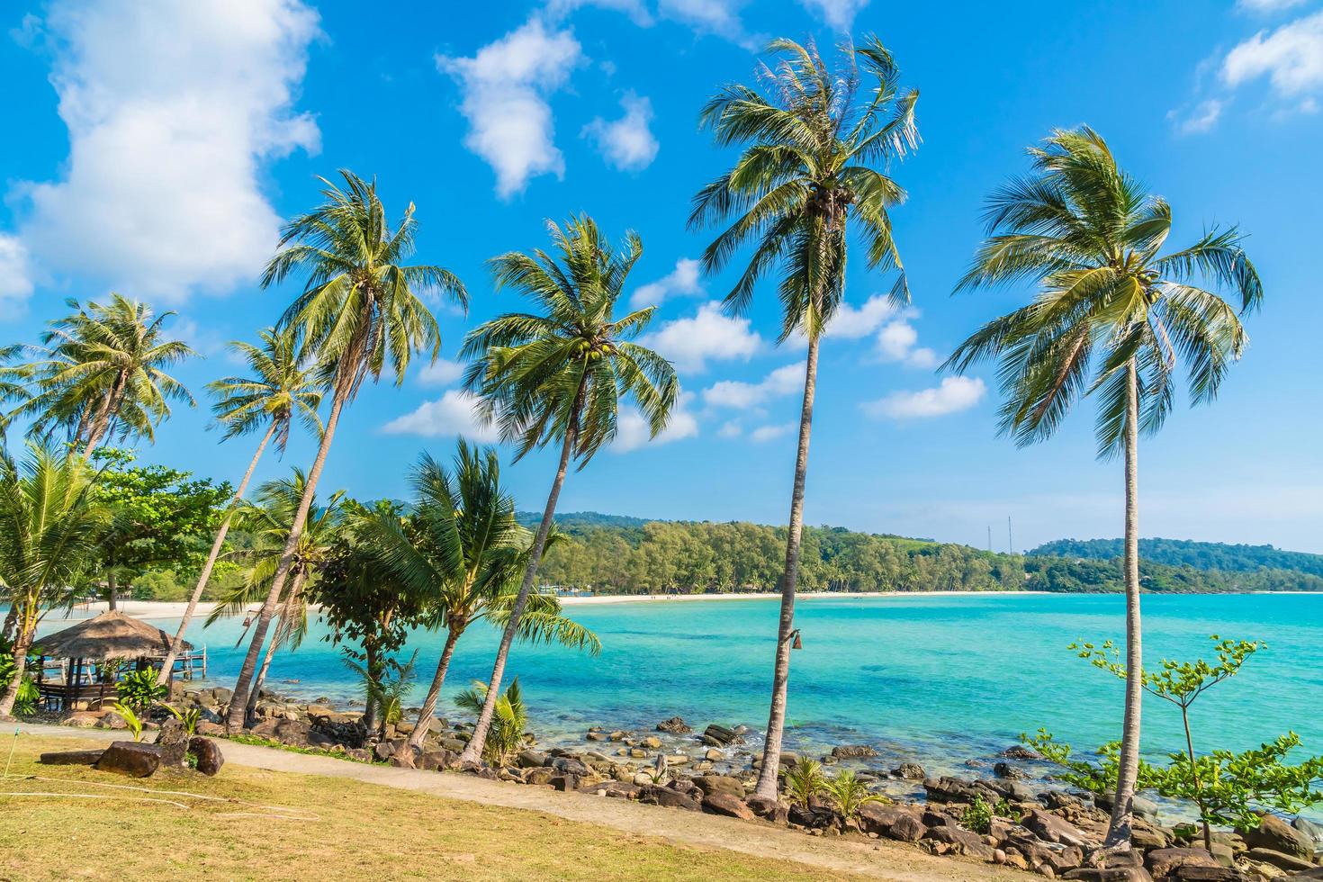 kokospalmer på stranden och havet foto