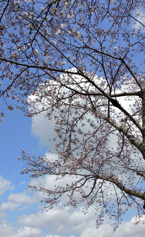 sakura körsbär blomma tagen i vår i japan foto