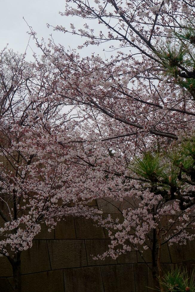 sakura körsbär blomma tagen i vår i japan foto