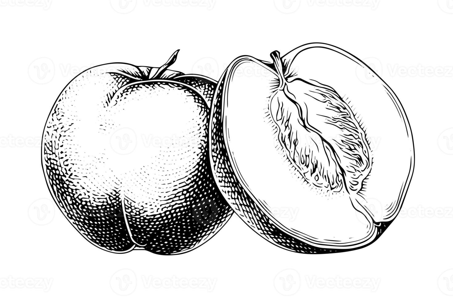 persika eller aprikos frukt hand dragen skiss i graverat stil. foto