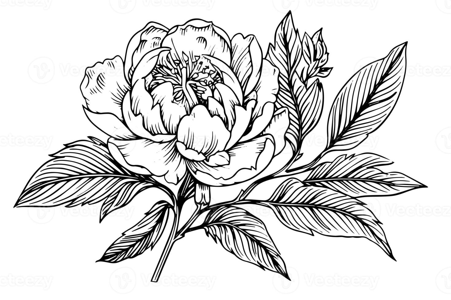 pion blomma och löv teckning. vektor hand dragen graverat bläck illustration foto